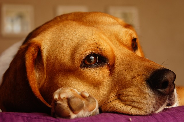 Do Beagles Smell?