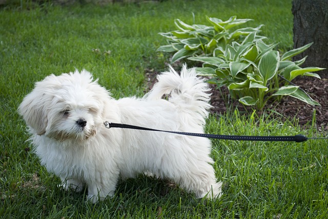 Do Cavachons Shed?