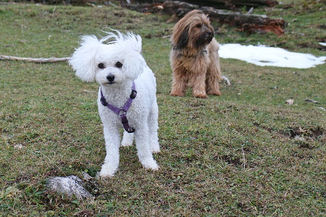 Do Cavachons Bark A Lot?