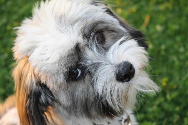 Do Havanese Bark A Lot