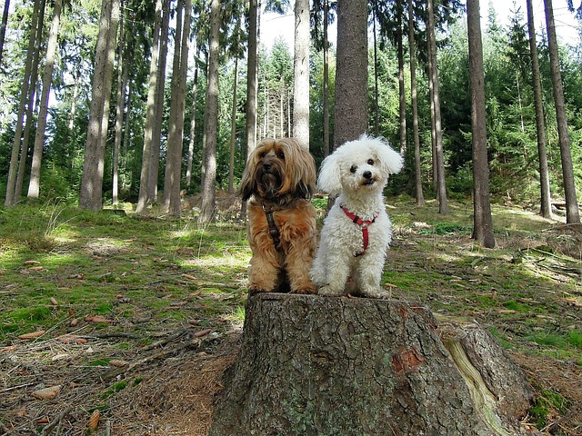 Do Cavachons Smell?