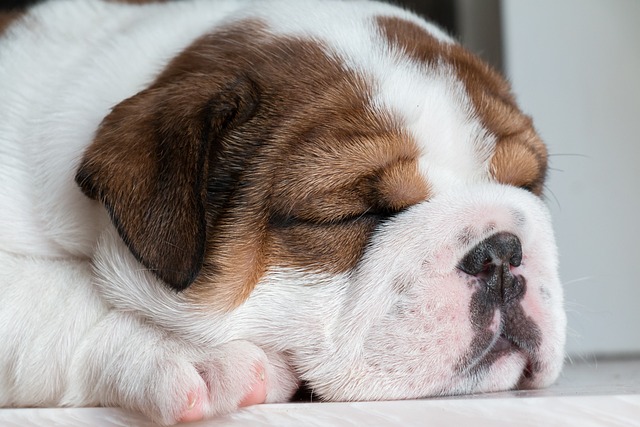 English Bulldog colors