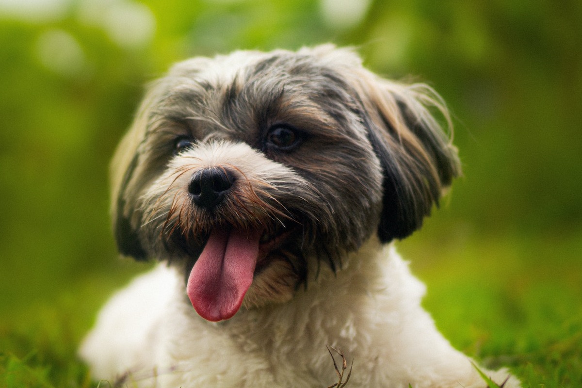 The Complete Guide To Havanese Color