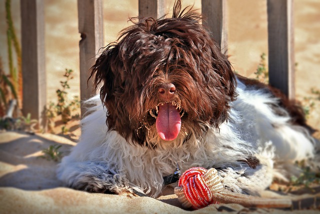 Are Havanese Easy To Train?