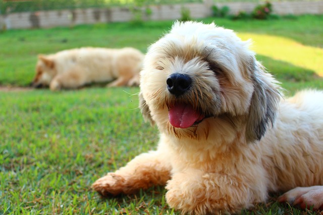 My Dog Keeps Flicking Its Tongue Out? Should I be Worried?