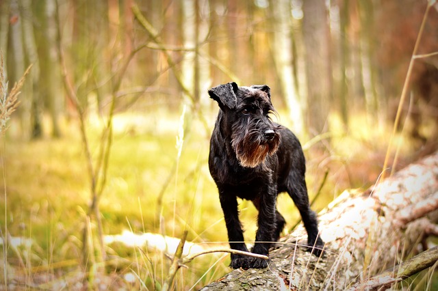 Miniature Schnauzer Colors. How Colorful Are They?