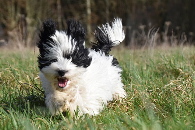 Do Havanese Shed?