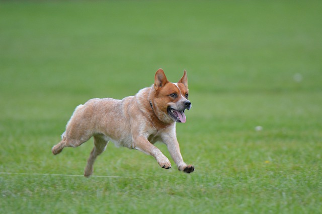 Australian Cattle Dog Rottweiler Mix