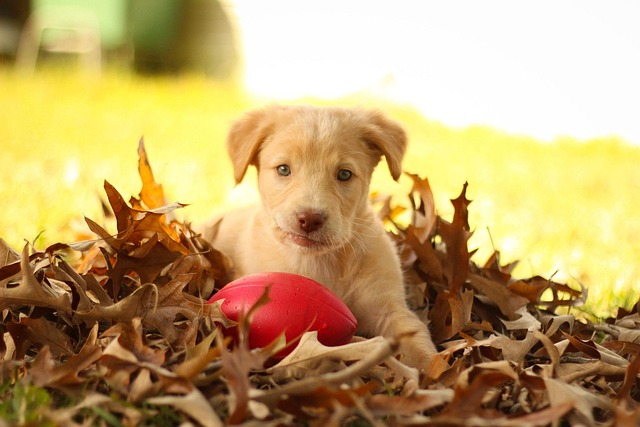 Golden Maltese Mix