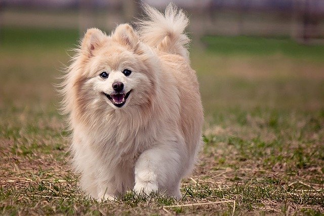 Do Pomeranians Bark A Lot?