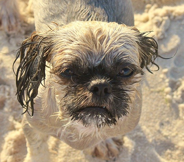 Do Shih Tzus Like Water?