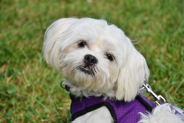 Golden Retriever Maltese mix