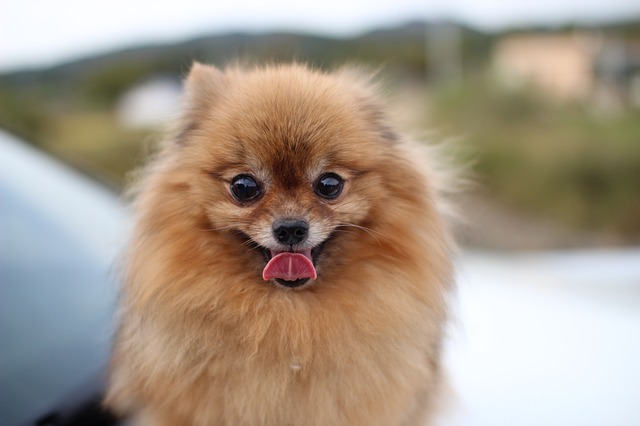 Are Pomeranians Easy To Train?