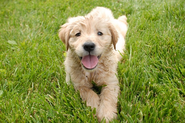 Golden Maltese Mix Puppy