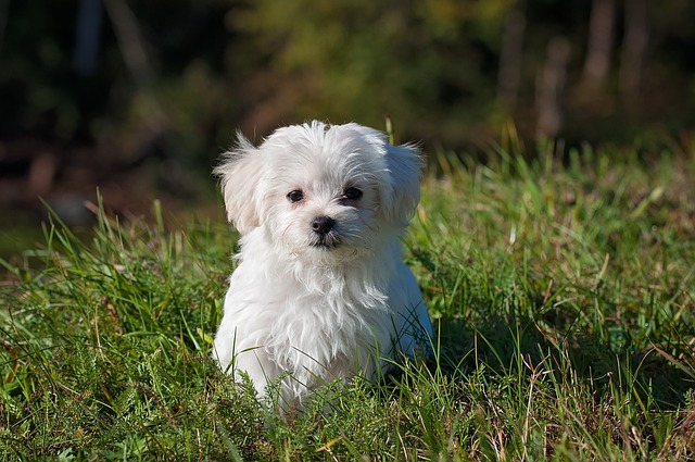 Maltese Mix