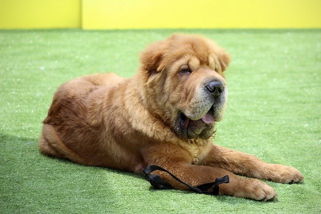 Shar-Pei German Shepherd Mix