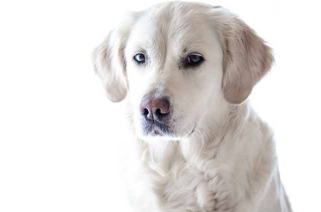 British Lab VS. English Lab - The yellow labrador retriever