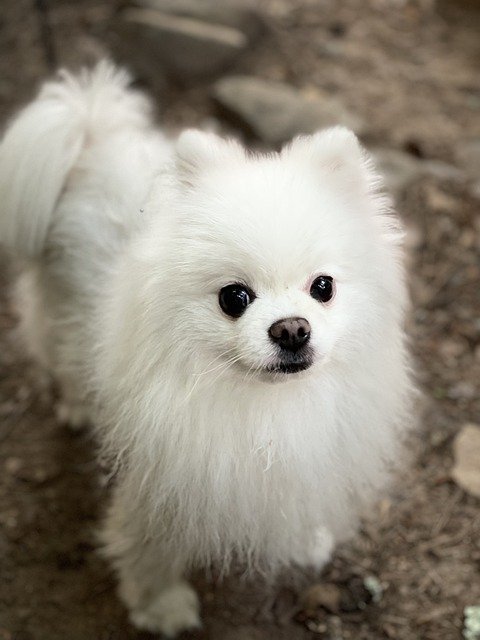 Are Pomeranians Hypoallergenic?