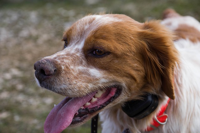 Do Brittany Spaniels Shed?