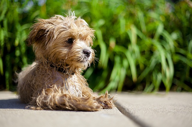 Are Maltipoos Hypoallergenic?