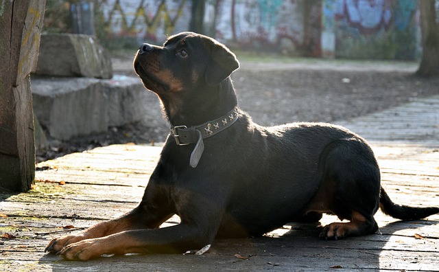 Do Deaf Dogs Sleep More Than Hearing Dogs?