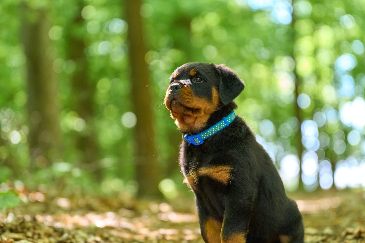 Rottweiler - Cane Corso Mix