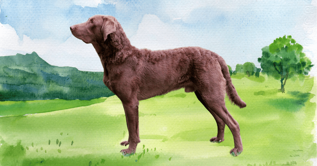 Are Chesapeake bay retrievers hypoallergenic dogs?