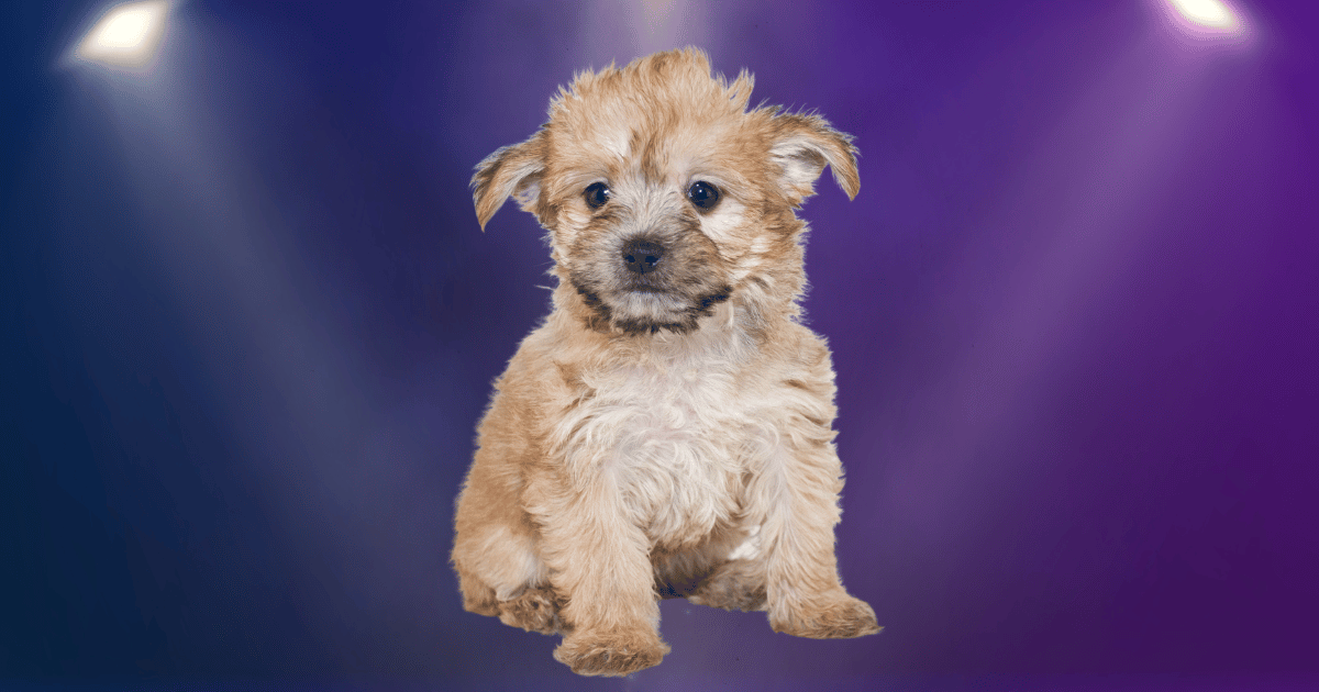 The Yorkie Poo Breed: A Hypoallergenic Hybrid