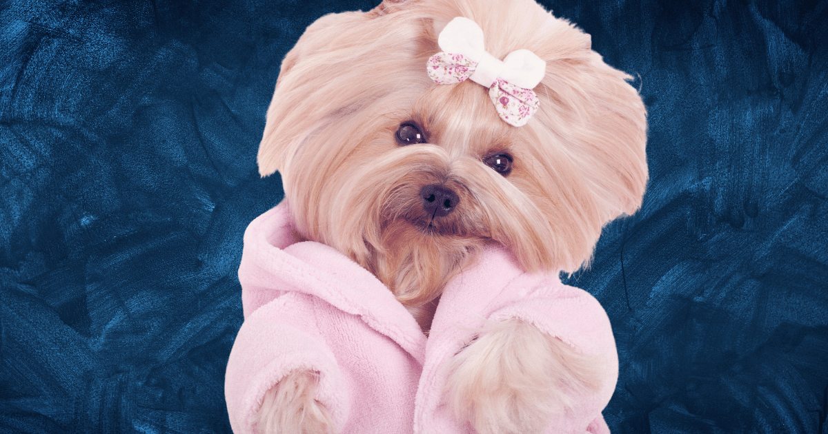 Are Yorkies Hypoallergenic Dogs? The Yorkie's Unique Coat - Yorkie's Hair