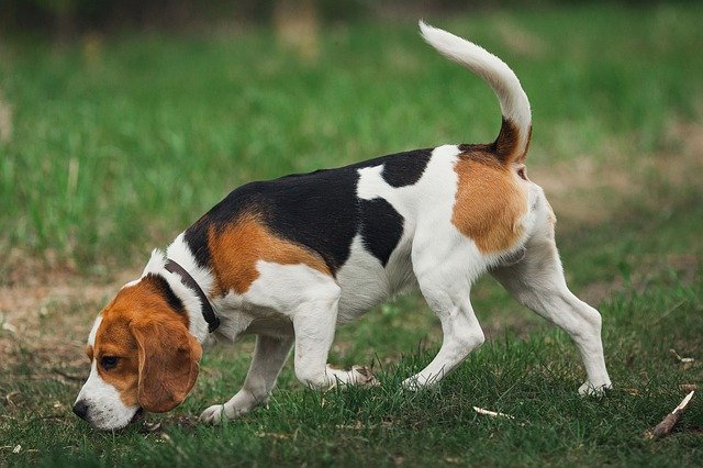 Beagles Hypoallergenic
