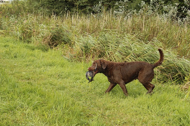 Are chesapeake bay retrievers hypoallergenic