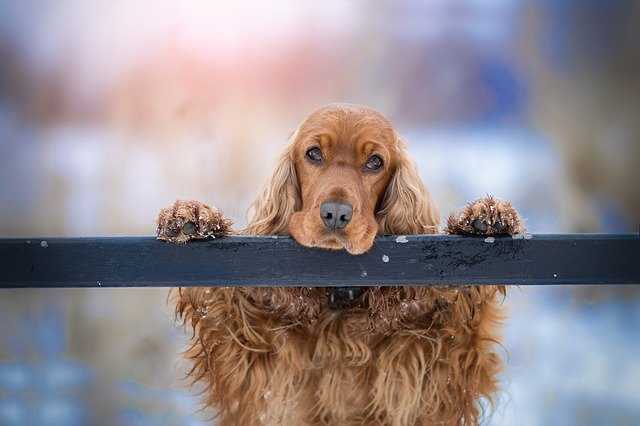 Are Cocker Spaniels Hypoallergenic?