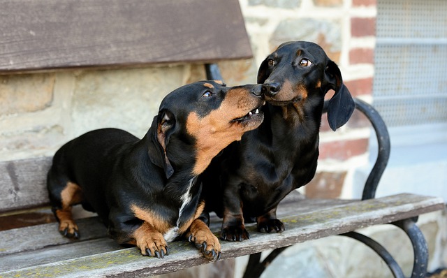 Are Dachshunds Yappy?