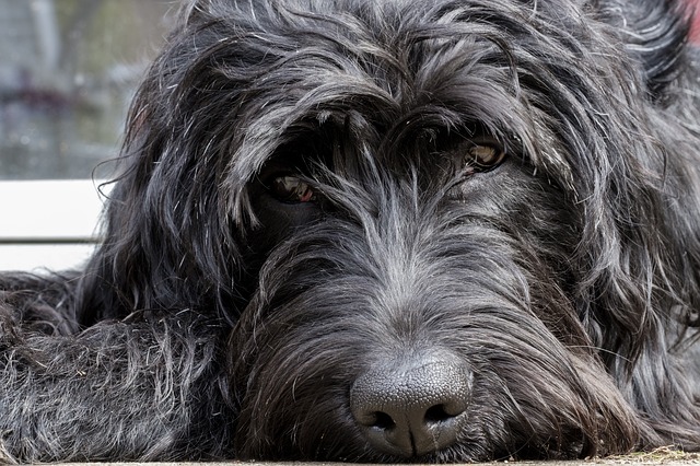 Are Labradoodles Hypoallergenic?