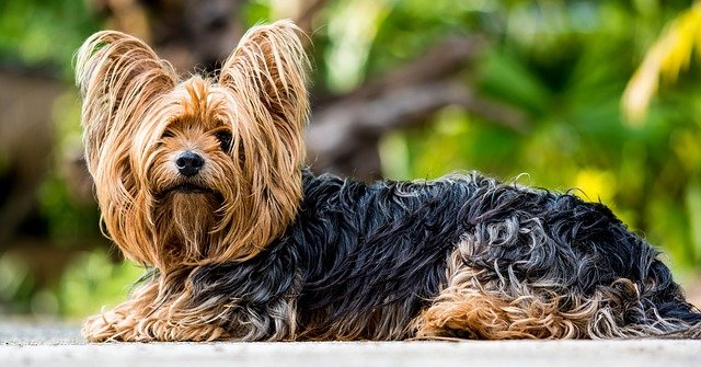Are Yorkshire Terriers Yappy?