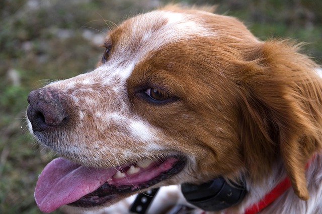 Brittany Dog Shedding. What You Need To Know