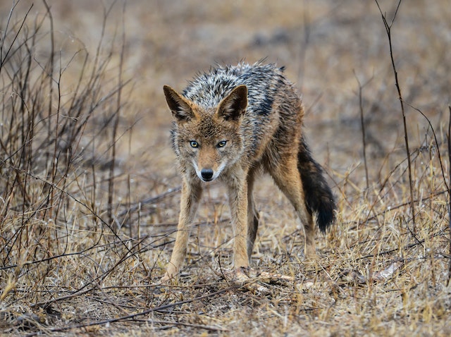 Do Wolves Hunt And Eat Coyotes?