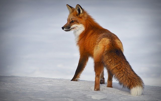 Do Foxes Attack Humans At Night?