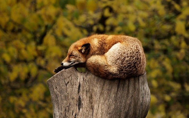 Are Foxes Nocturnal?