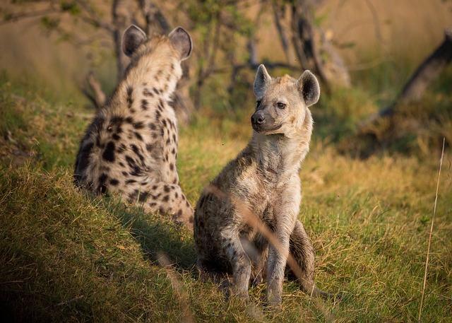 Do Hyenas Eat Lions?