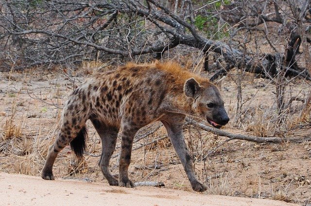 Are Hyenas Dangerous