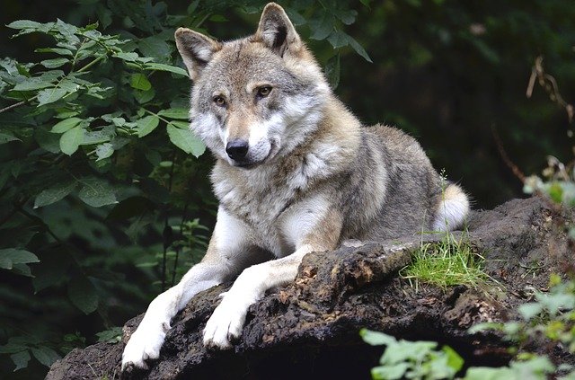 Can Wolves Climb Trees?