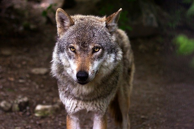 Do Wolves Eat Coyotes? Do They, Can They?