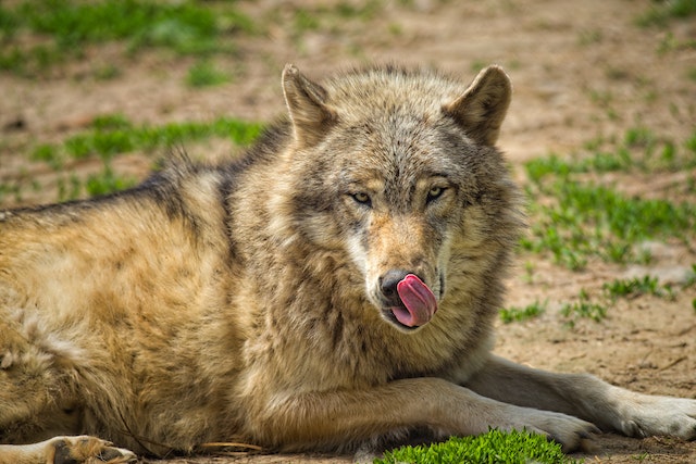 Do Wolves Eat Coyotes? Do Wolves Hunt And Eat Them?