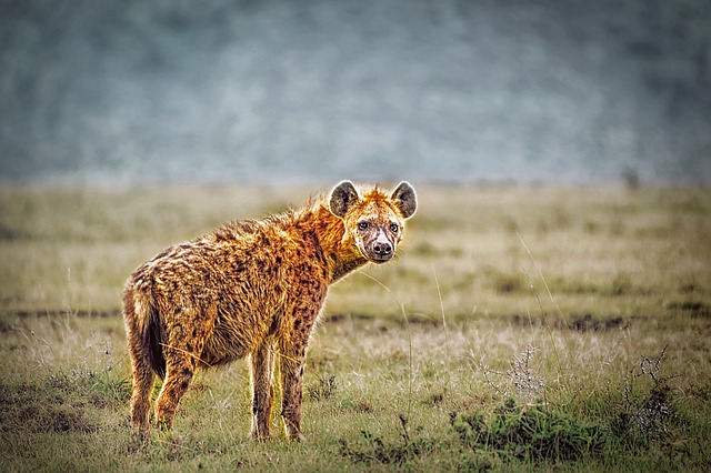 Can Hyenas be Tamed?