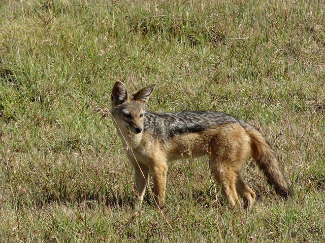 Wild dogs vs. Jackals