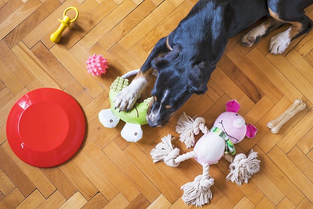 How To Stop A Dog From Chewing Everything