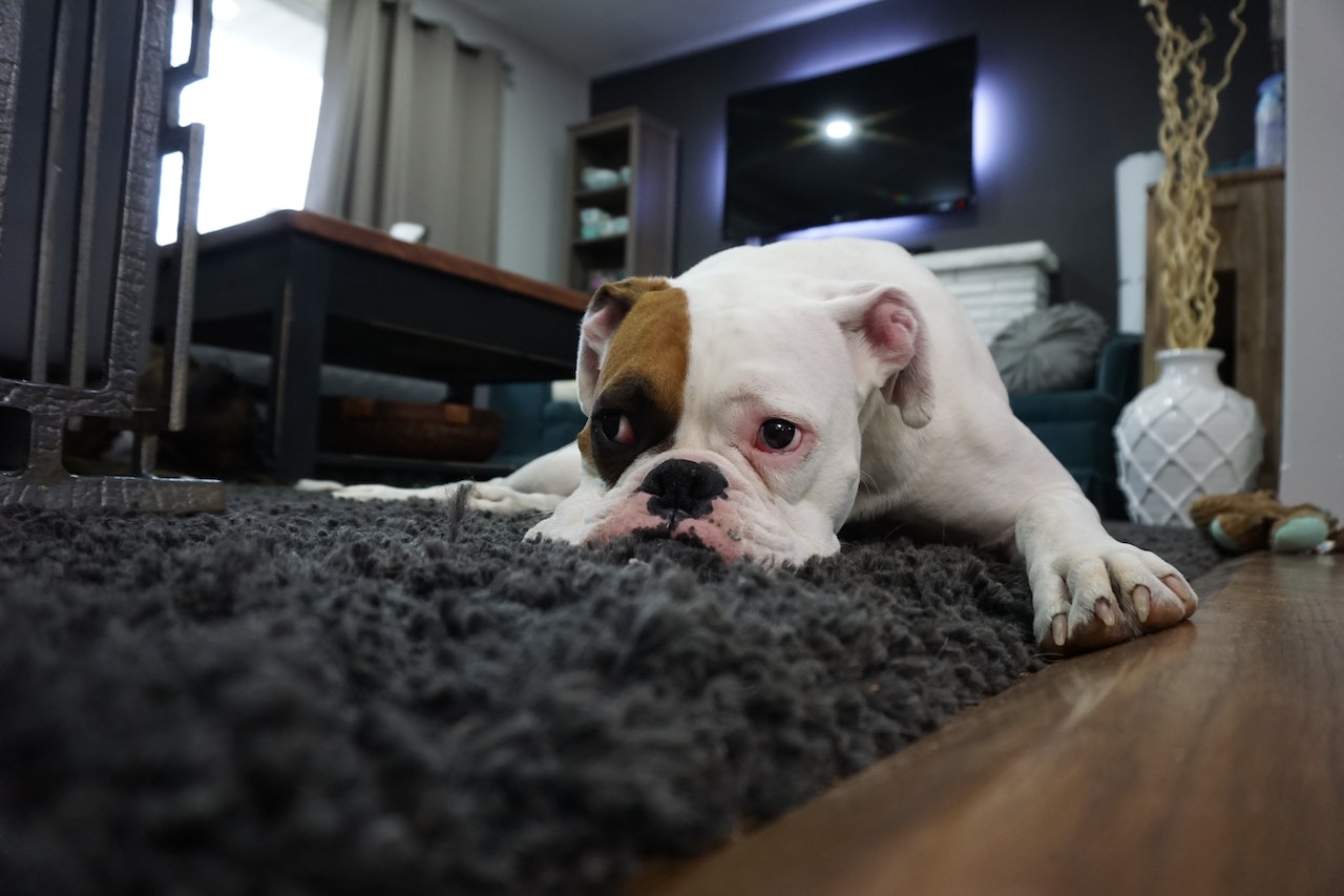 Separation Anxiety in Dogs - What to do about it