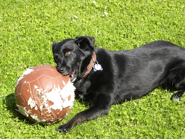 Stop Dog Chewing