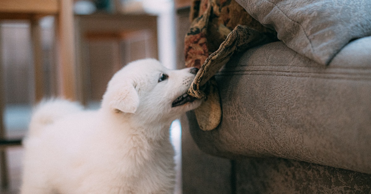 How to Stop a Dog From Nipping When Excited